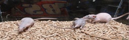 Rat rodents for sale: Baby Naked Dumbo Rat's - Advert 2