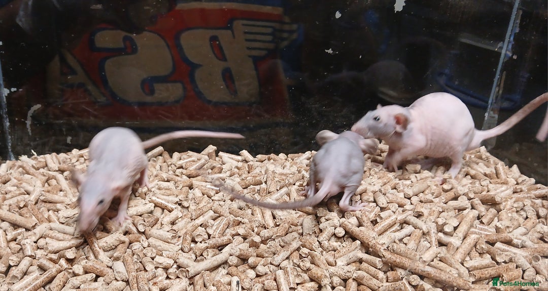 Rat rodents for sale: Baby Naked Dumbo Rat's - Advert 2