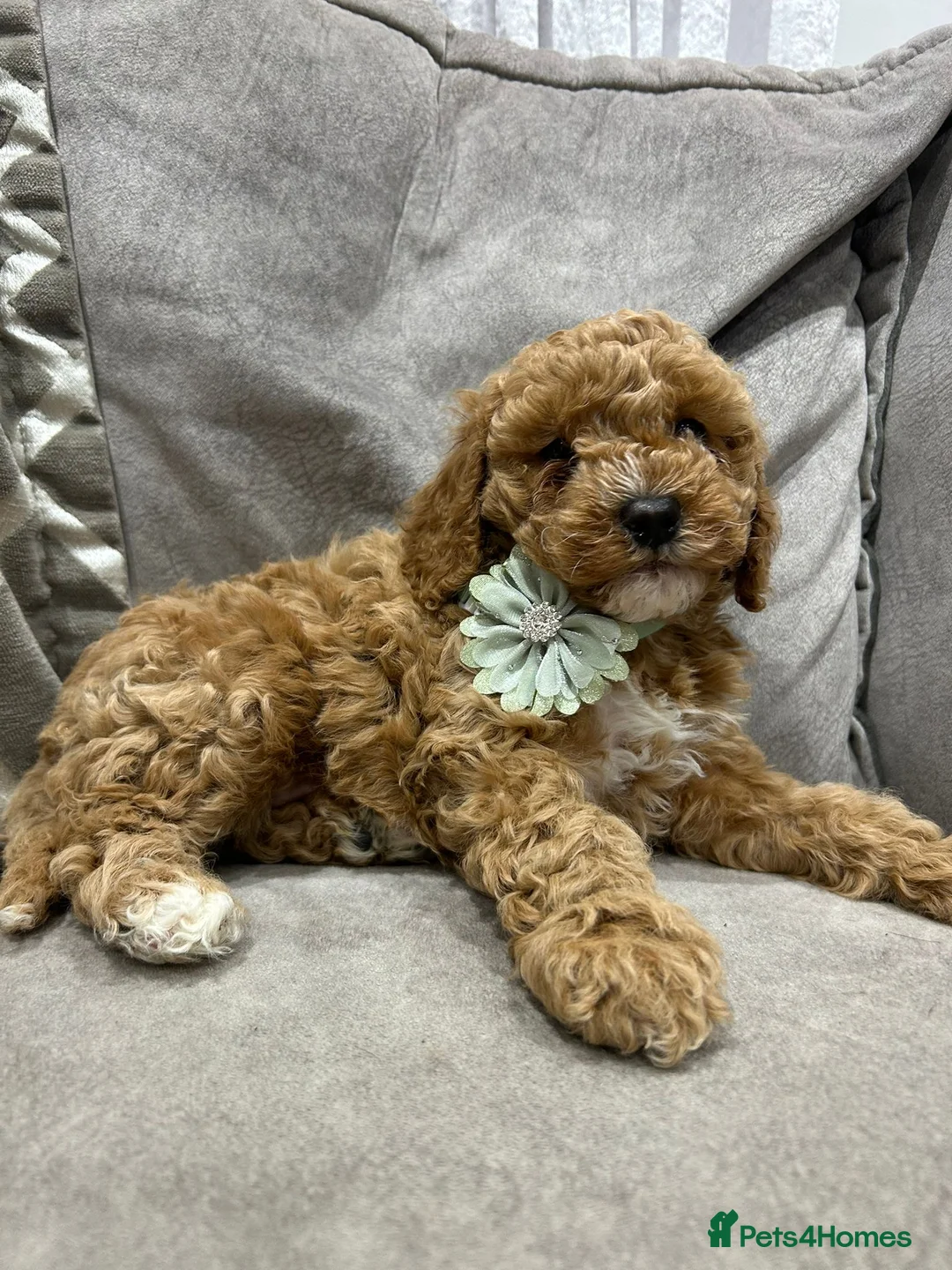 Cavapoo dogs for sale: F1b cavapoo puppies - Advert 13