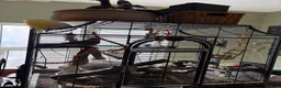 Cockatiels birds for sale: Disco, aprox 2 year old cockatiel in London - Advert 5
