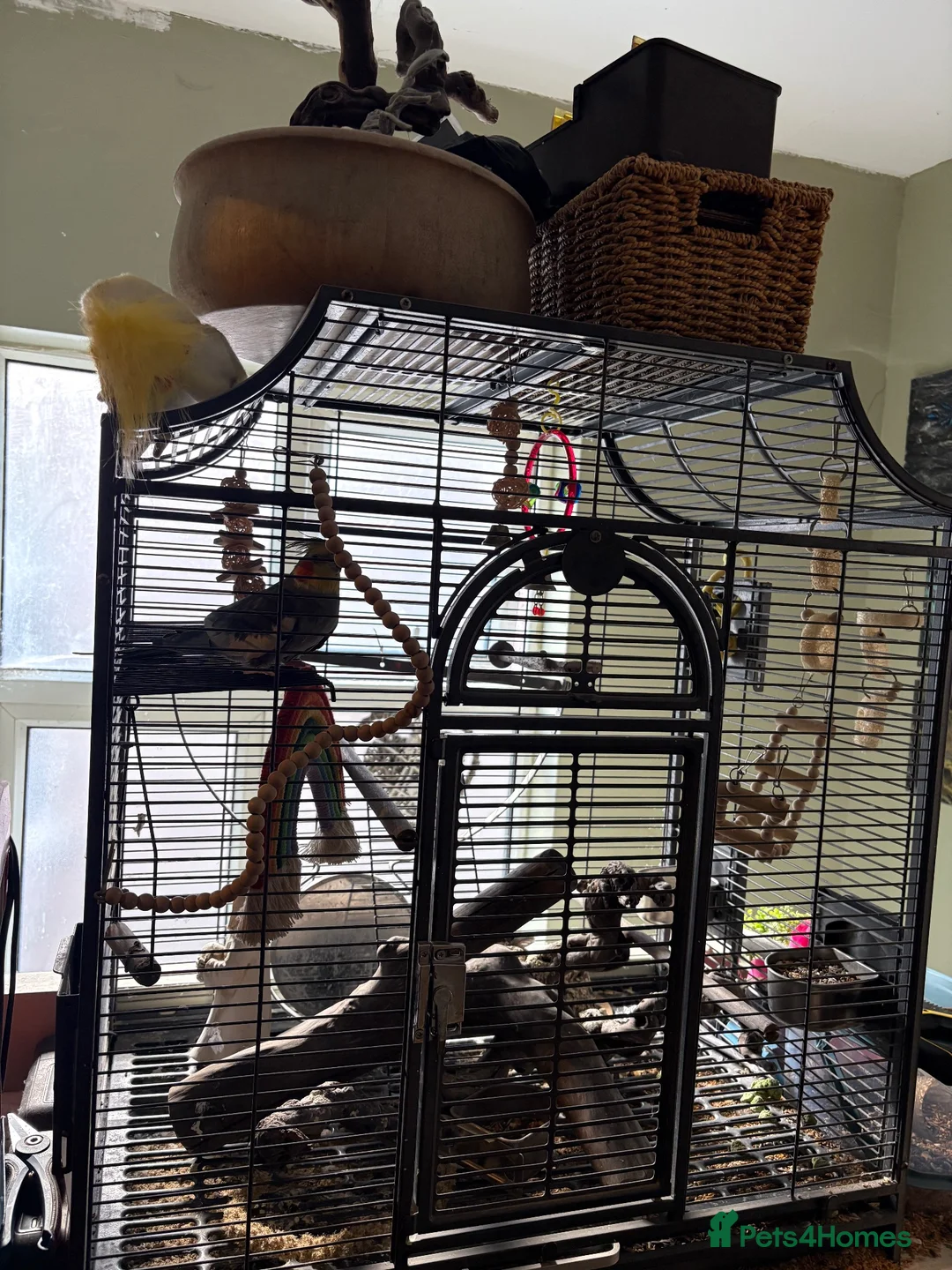 Cockatiels birds for sale: Disco, aprox 2 year old cockatiel in London - Advert 5