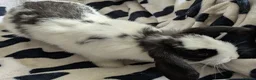 Mini Lop rabbits for sale: Gorgeous black and white mini lop buck. - Advert 4