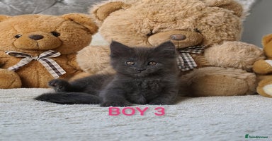 Maine Coon cats - Advert 11