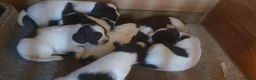 English Springer Spaniel dogs for sale: Beautiful springer spaniel puppies - Advert 14