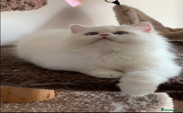 British Longhair cats - Advert 15