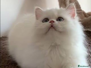 British Longhair cats beautiful girl - Advert 2