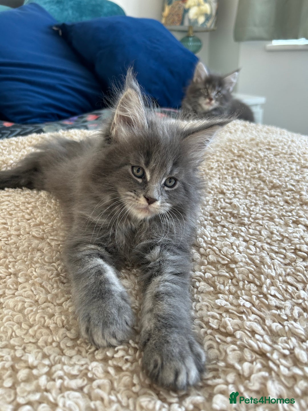 Maine Coon cats for sale: Pedigree Massive TICA Registered Maine Coon Large - Advert 11