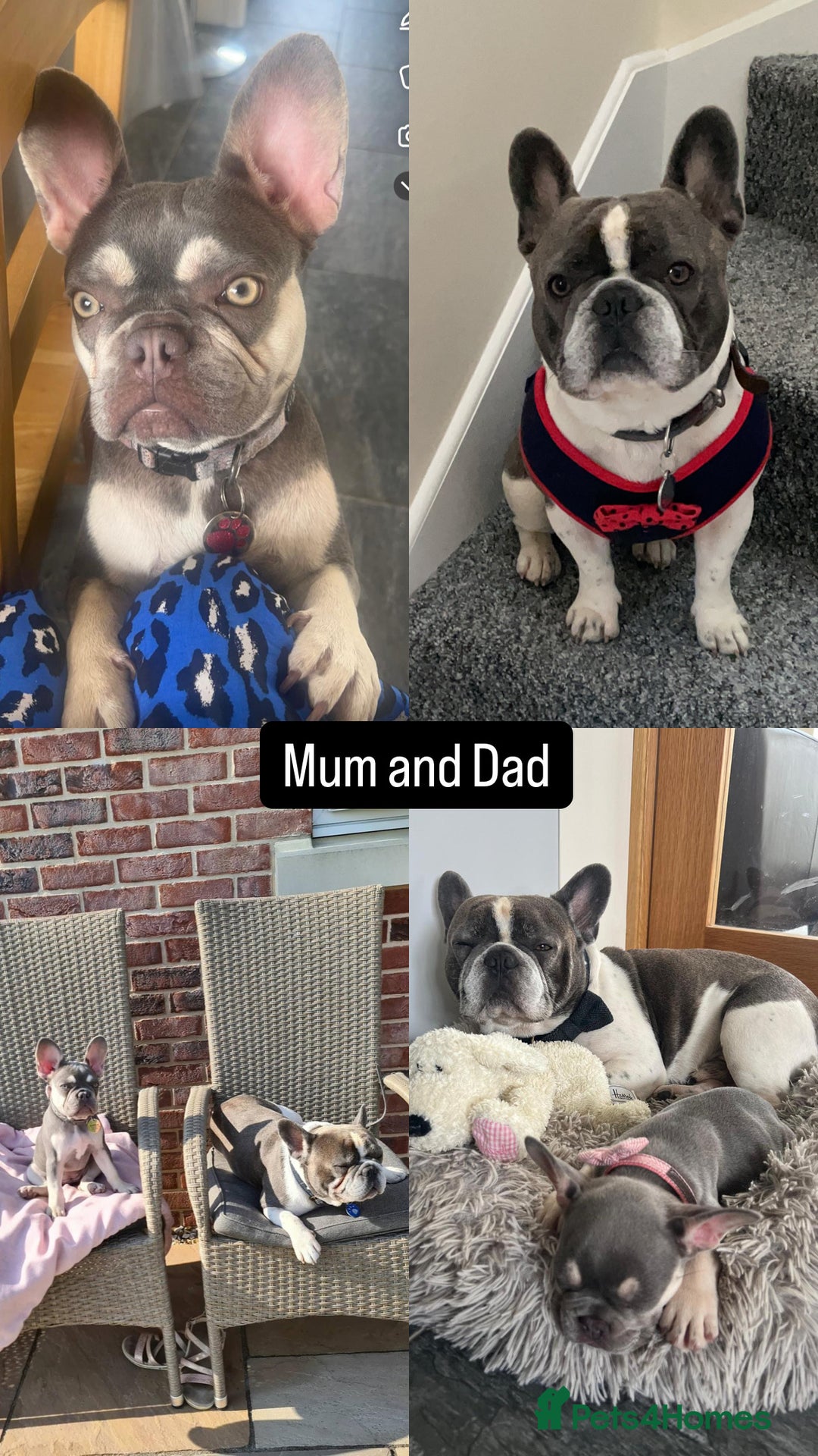 French Bulldog dogs for sale:  French bulldogs looking for their forever home in Lincoln - Image 9