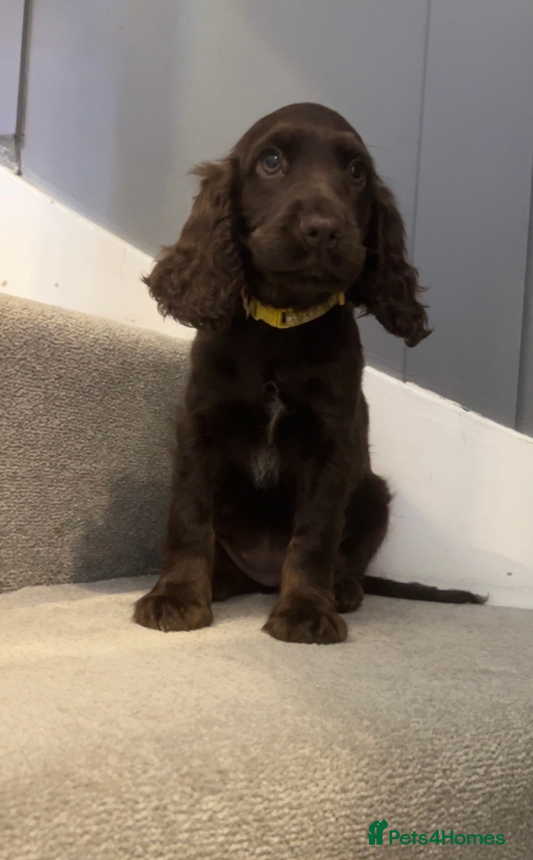 Cocker Spaniel dogs for sale: Cocker spaniel puppies  - Image 5