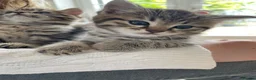 Scottish Fold cats for sale: Scottish fold shorthair kittens in Bognor Regis - Advert 7