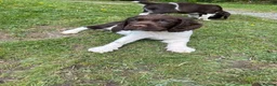 English Springer Spaniel dogs for sale: Ready Now!!! KC reg Springer Spaniel BOYS - Advert 4