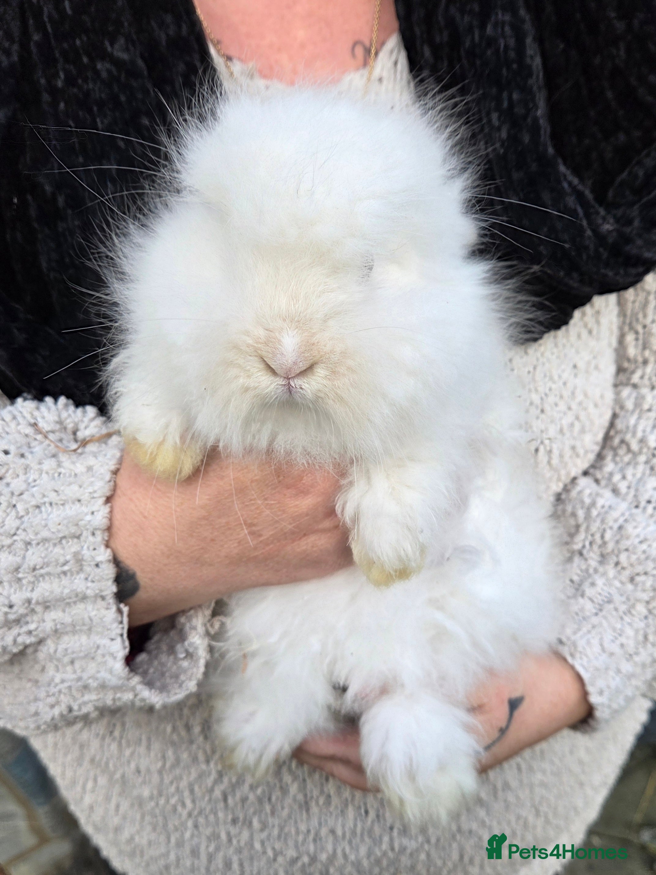 Mini Lion Lop rabbits  Male teddywidder bunnies  - Advert 13