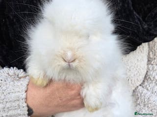 Mini Lion Lop rabbits Male teddywidder bunnies - Advert 13