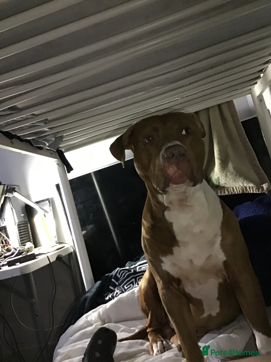 American Bully dogs for stud: Breeding for my boy dazzy in London - Advert 3