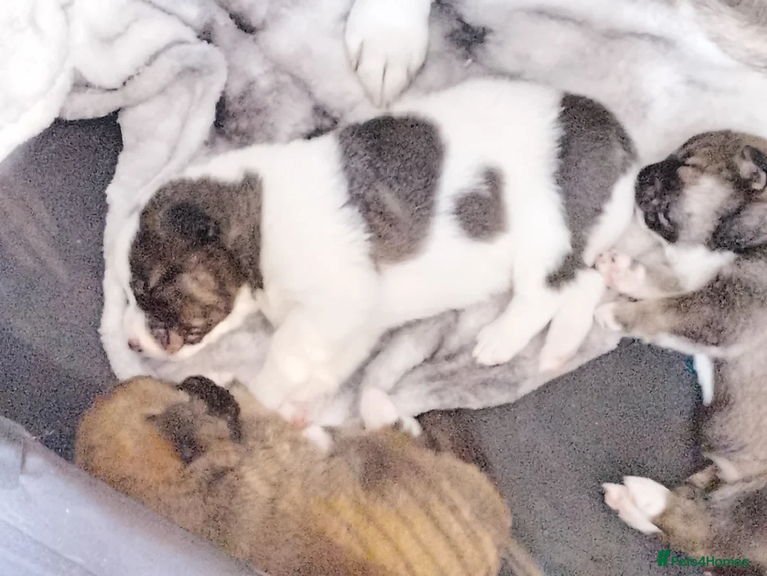 Huskita dogs for sale: Husky akita puppies  - Advert 2