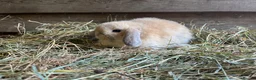 Mini Lop rabbits for sale: Gorgeous pure Mini lops  - Advert 10