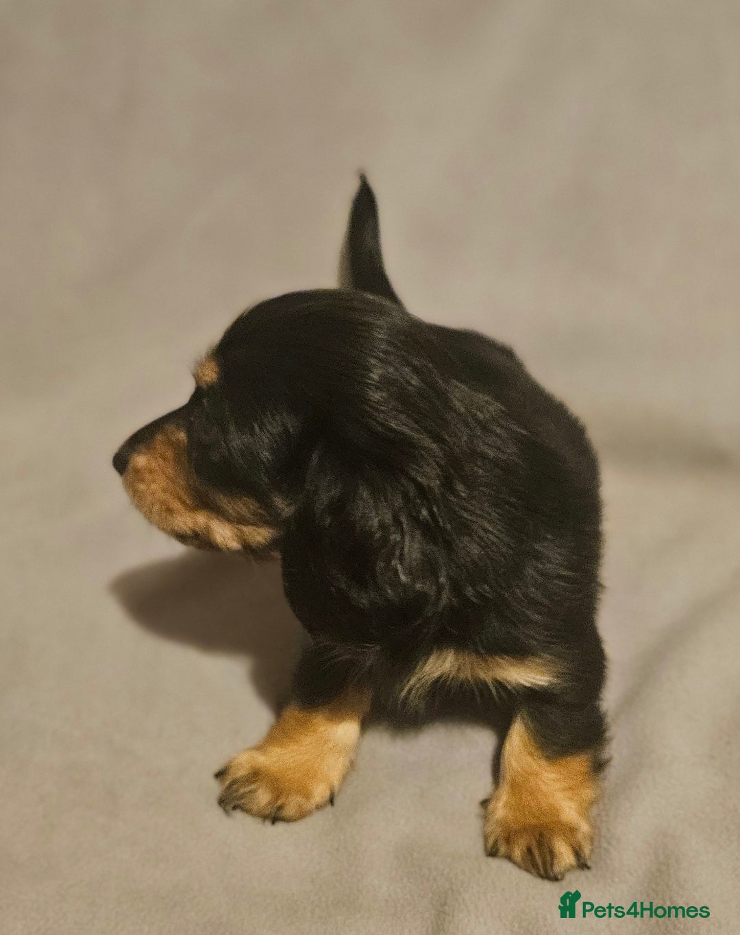 Miniature Dachshund dogs for sale: Longhaired miniature puppies - Advert 9