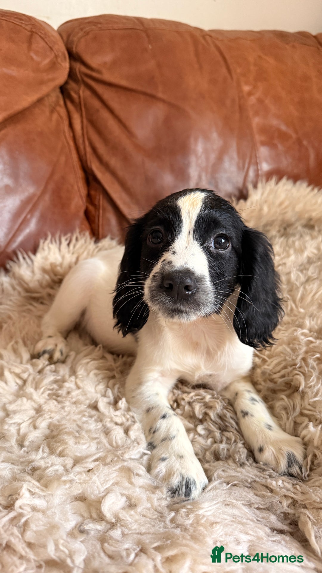 English Springer Spaniel dogs for sale: Stunning Litter of Beautiful Working ESS Puppies. - Advert 8