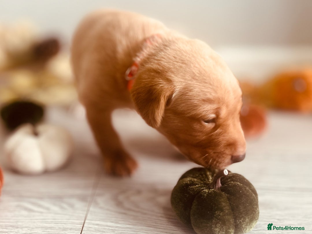 Labrador Retriever dogs for sale: Yellow Labrador Puppies - Image 33