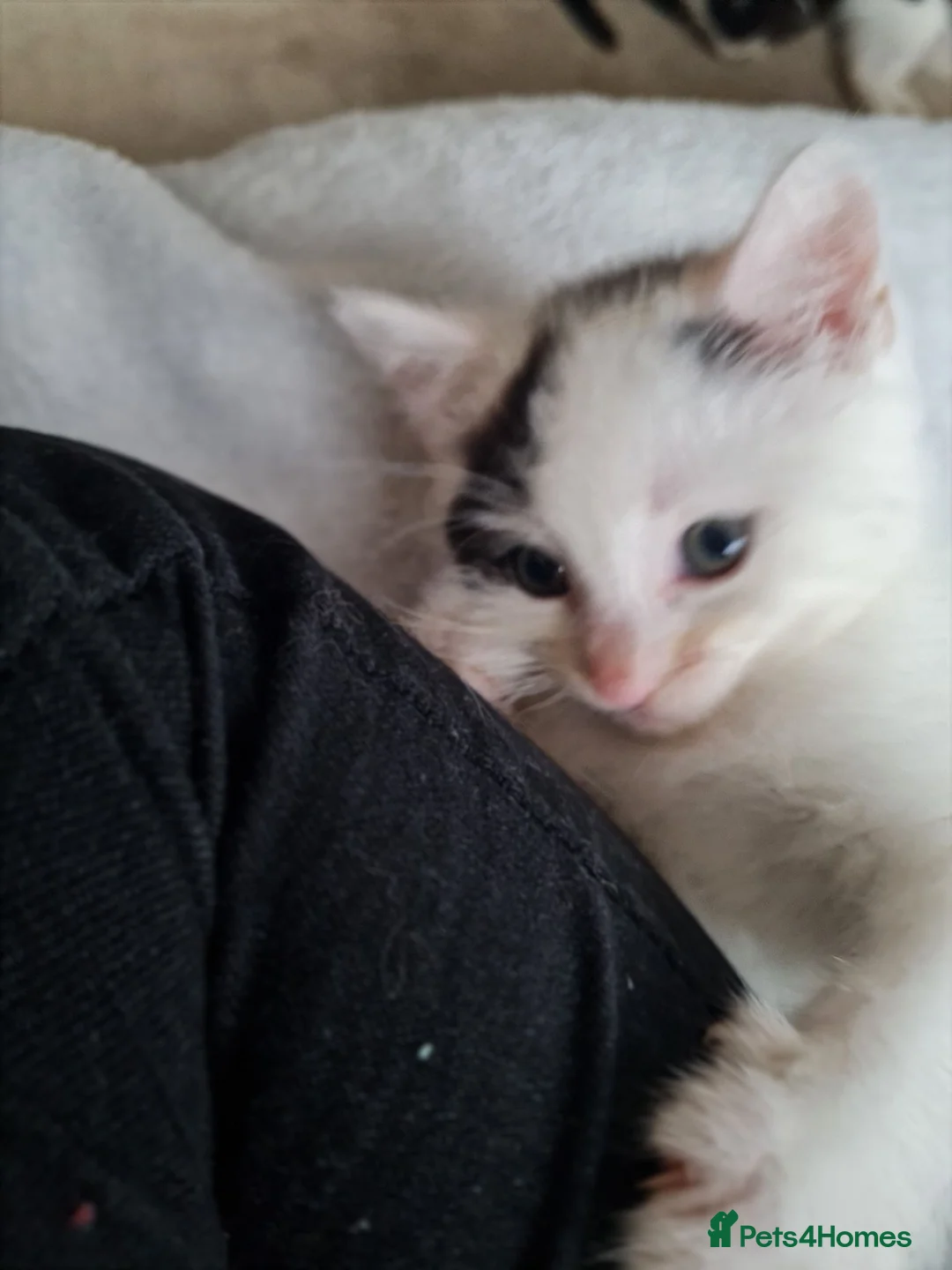 Mixed Breed cats for sale: White female kitten - Advert 2