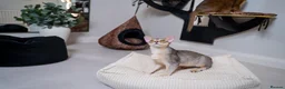 Abyssinian cats for sale: Super Cuddling Boy Champion Line 🏆 Silver Black - Advert 8