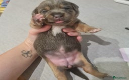 Mixed Breed dogs for sale: French bull weinners  - Image 21