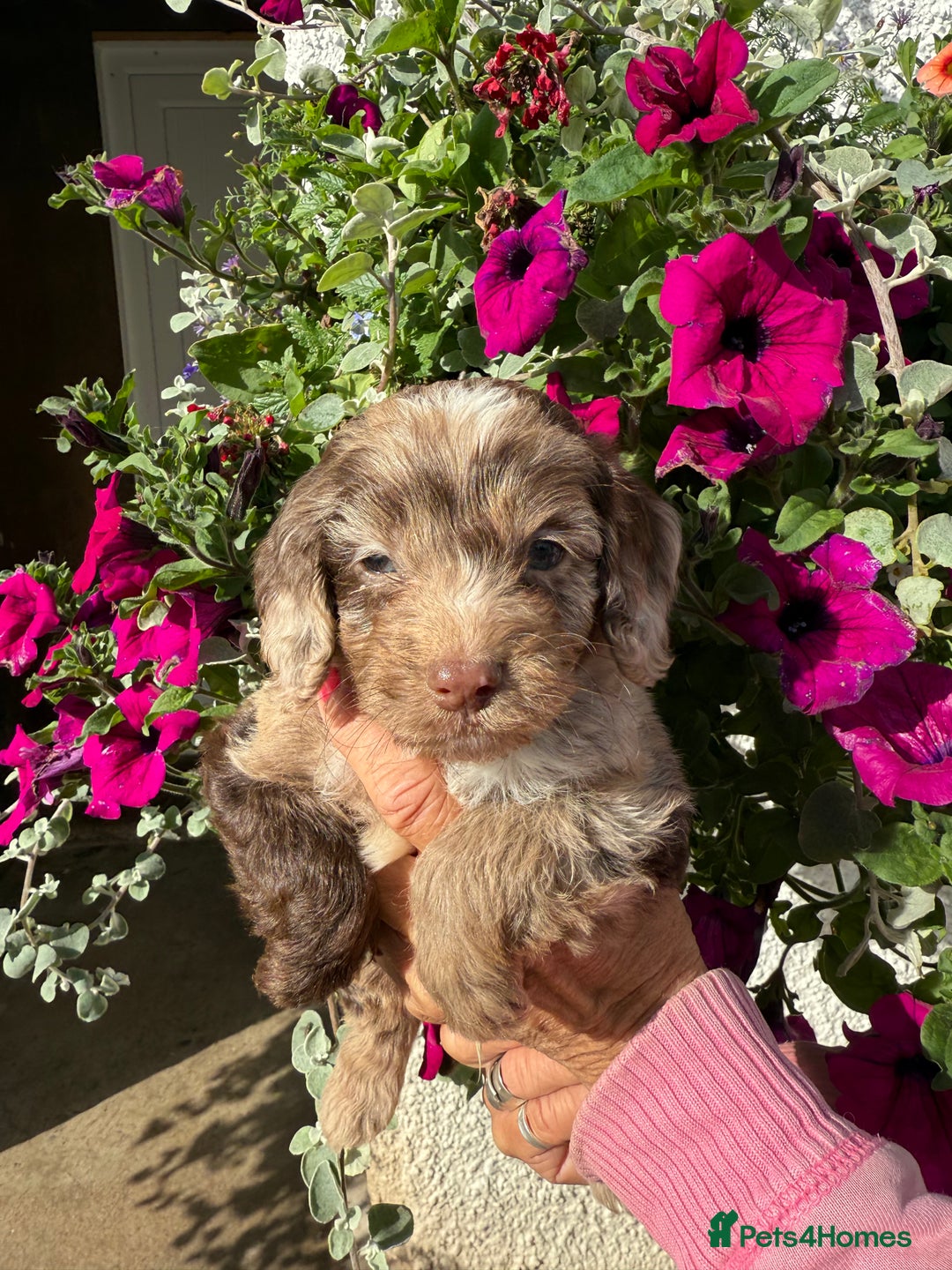 Cockapoo dogs for sale: Ready now Cracking F1 Cockapoos - Image 2