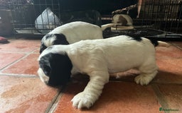Cocker Spaniel dogs for sale: Roan English cocker spaniels  - Image 7