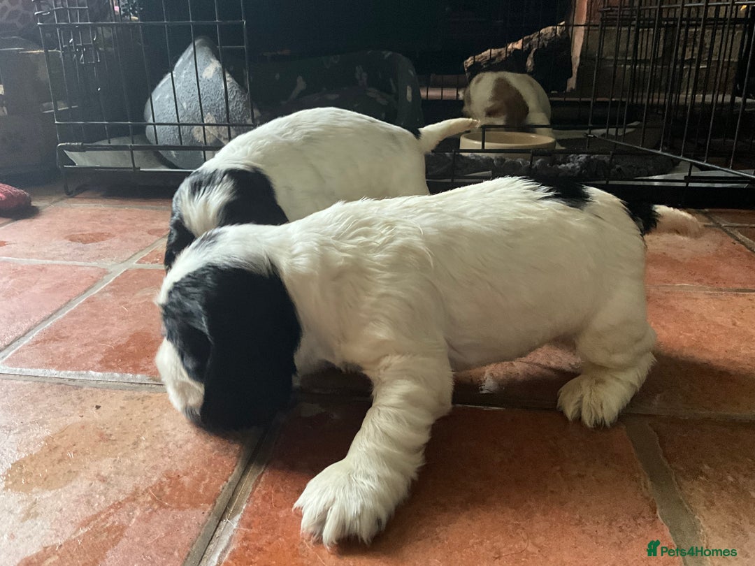 Cocker Spaniel dogs for sale: Roan English cocker spaniels  - Image 7