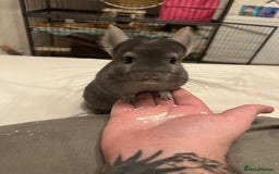 Chinchilla rodents for sale: 3 Year Old Chinchilla  - Image 2