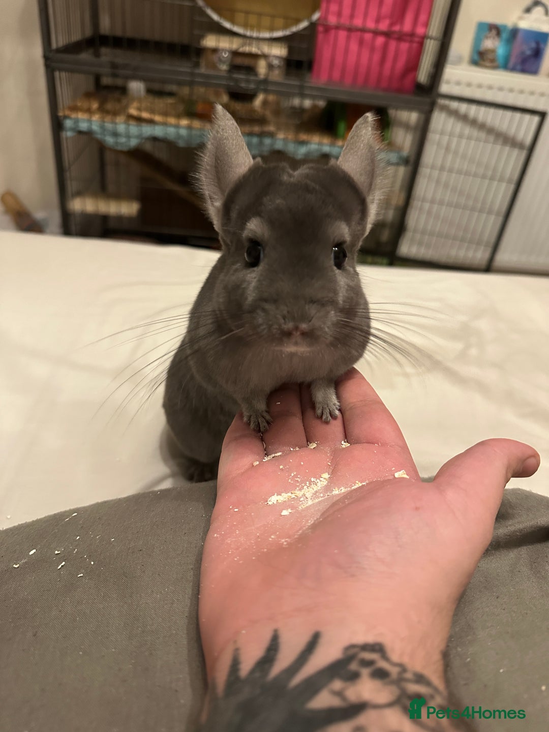Chinchilla rodents for sale: 3 Year Old Chinchilla  - Image 2