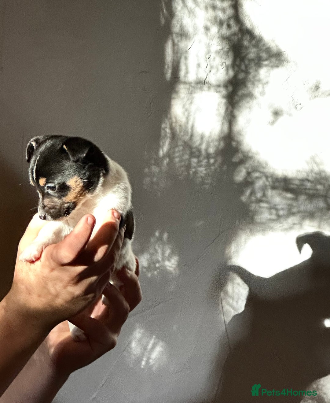 Jack Russell dogs for sale: Superb KC Reg’d Jack Russell Terrier DNA CLEAR - Advert 31