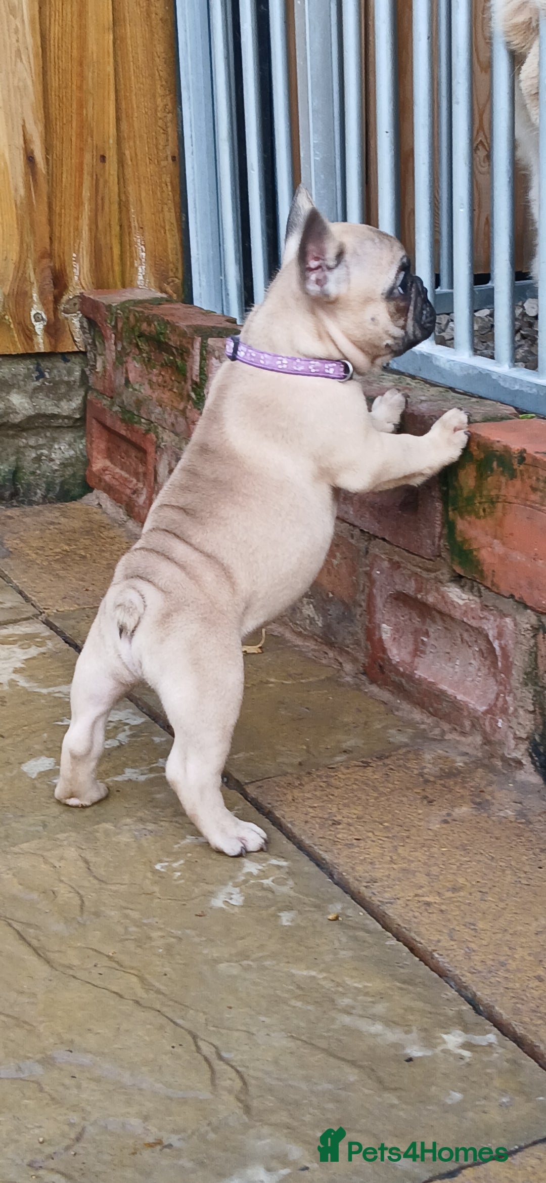 French Bulldog dogs for sale: Quality standard french bulldogs.  - Advert 4