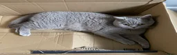 British Shorthair cats for sale: 💗 BEAUTIFUL LILAC FEMALE LOOKING 4 A NEW FAMILY  - Advert 4