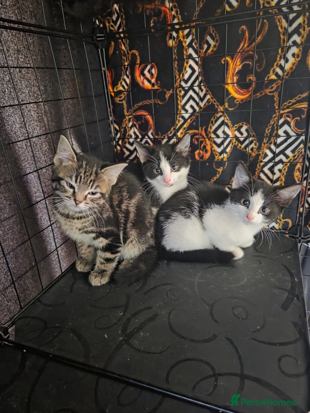 Mixed Breed cats for sale: Gorgeous kittens ready - Advert 2