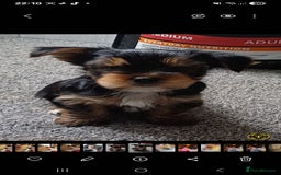 Yorkshire Terrier dogs for sale: Last boy available! - Image 3