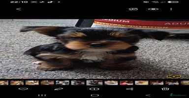 Yorkshire Terrier dogs - Advert 2