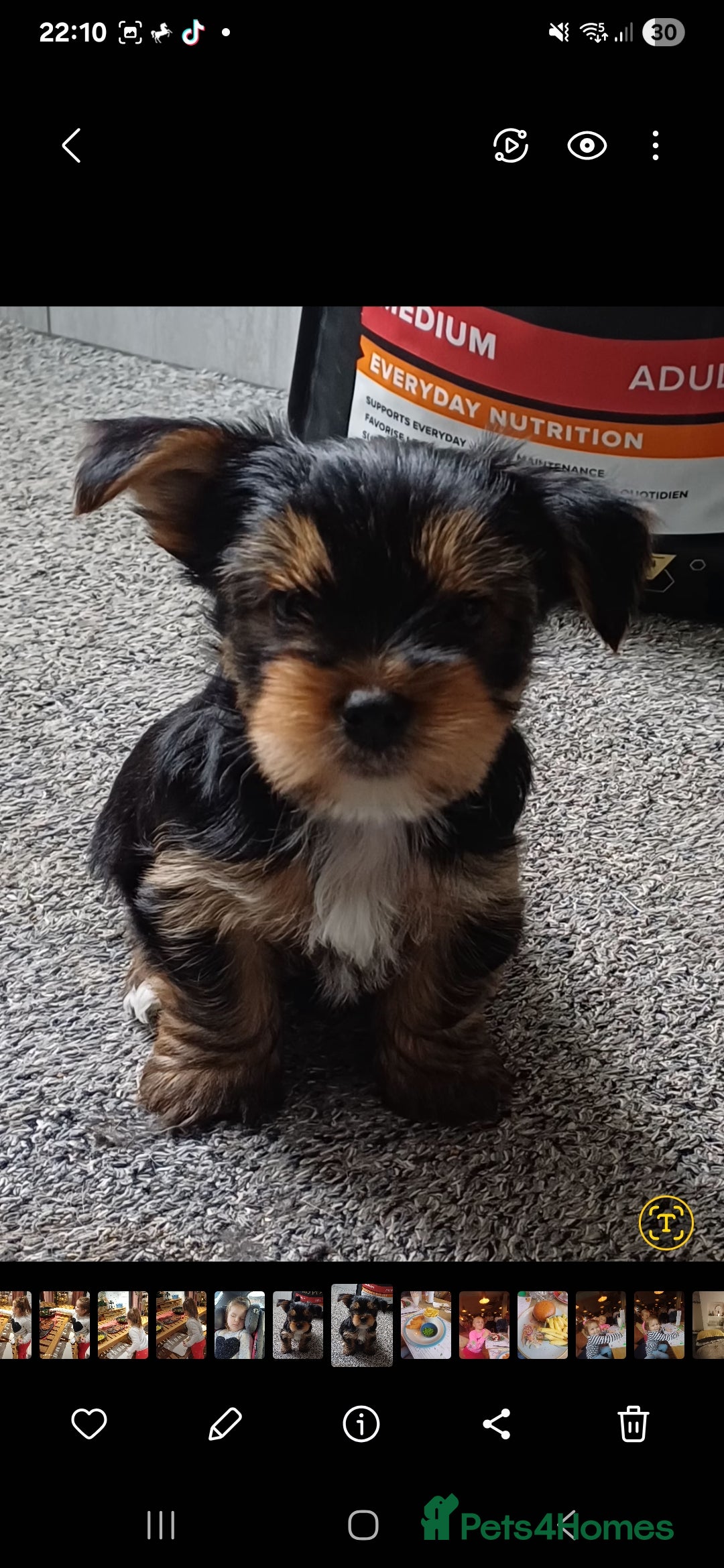 Yorkshire Terrier dogs for sale: Last boy available! - Image 3