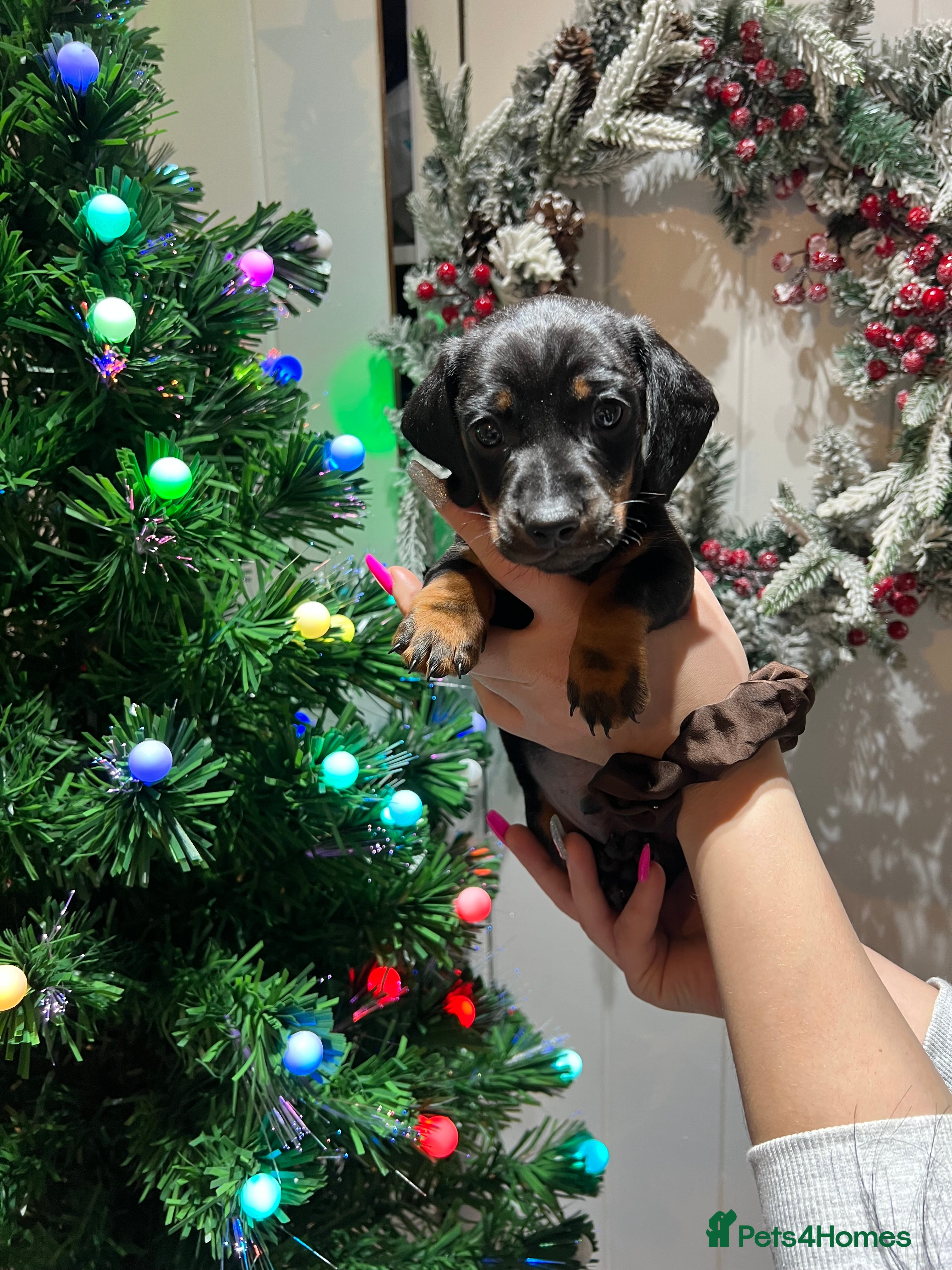 Miniature Dachshund dogs  Black tan dachshund gorgeous,puppy  - Advert 2