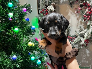 Miniature Dachshund dogs Black tan dachshund gorgeous,puppy - Advert 2