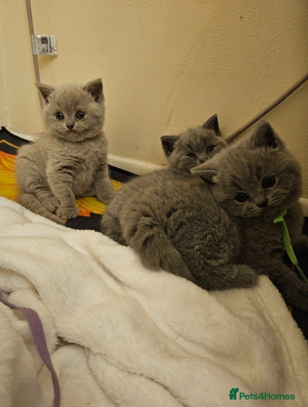 British Shorthair cats for sale: 🐾 Beautiful British Shorthair Kittens for Sale 🐾 - Advert 6