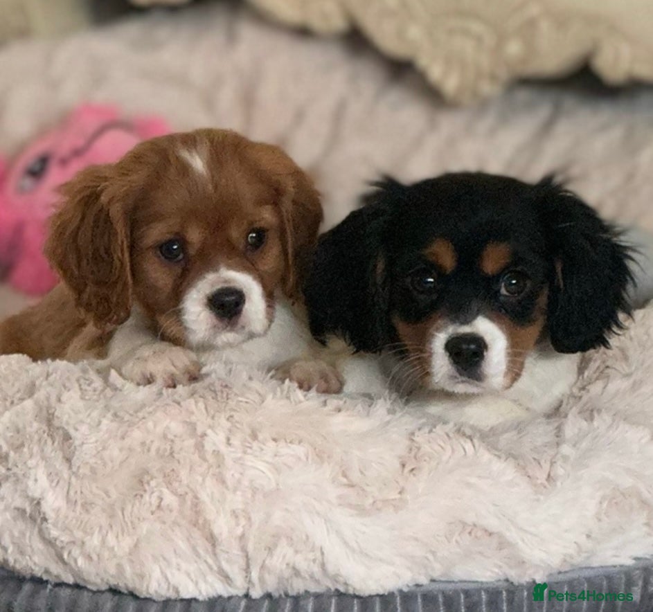 Cavalier King Charles Spaniel dogs Cavalier King Charles pups - Advert 8