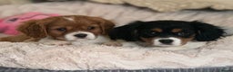 Cavalier King Charles Spaniel dogs for sale: Cavalier King Charles pups - Advert 1