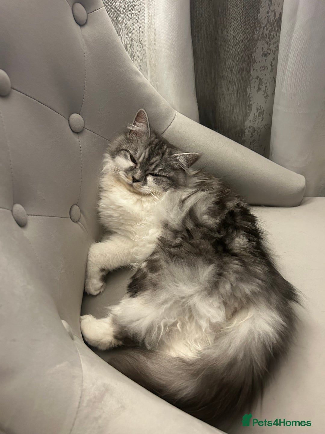 Persian cats for sale: persian x ragdoll kittiens - Advert 1