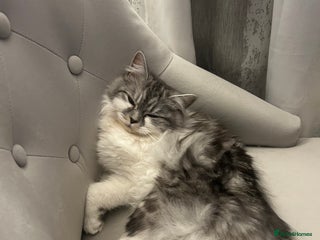 Persian cats persian x ragdoll kittiens - Advert 1