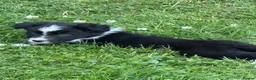 Border Collie dogs for sale: Beautiful Bouncy border collie puppies  - Advert 4