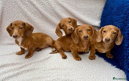 Miniature Dachshund dogs for sale: FULLY VAX KC MINI PRA CLEAR READY NOW  - Image 5