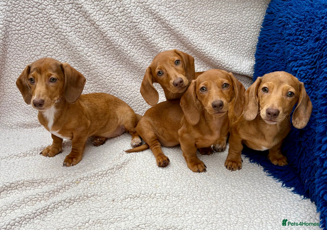 Miniature Dachshund dogs for sale: FULLY VAX KC MINI PRA CLEAR READY NOW  - Image 5
