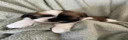 Shih Tzu dogs for sale: Imperial Shih Tzu Puppies  - Advert 30