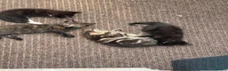 Mixed Breed cats for sale: Gorgeous mixed kittens - Advert 20